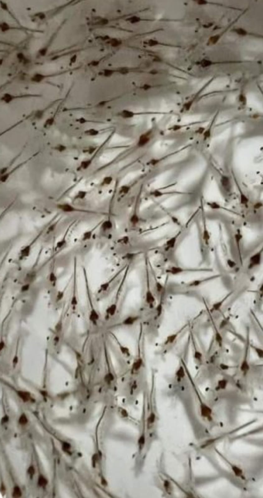 Vannamei Post-Larvae (PL)